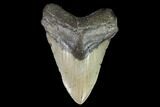 Fossil Megalodon Tooth - North Carolina #92444-1
